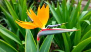 plants that look like animals